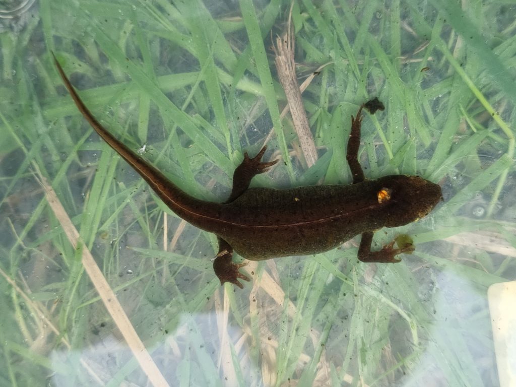 Triton palmé (Lissotriton helveticus)