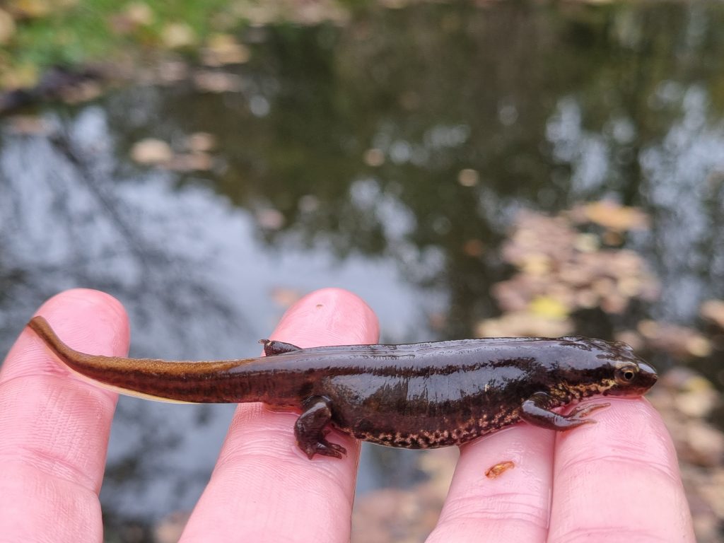Triton palmé (Lissotriton helveticus)
